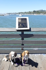 Two beagles before the plaque