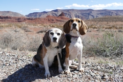Beagles at the Mexican Hat