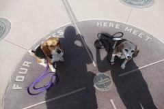 Beagles at Four Corners