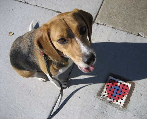 Huxley Beagle hunting for hearts on Miguel Street