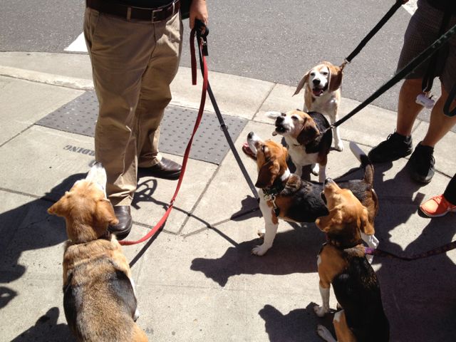 Beagle meetup