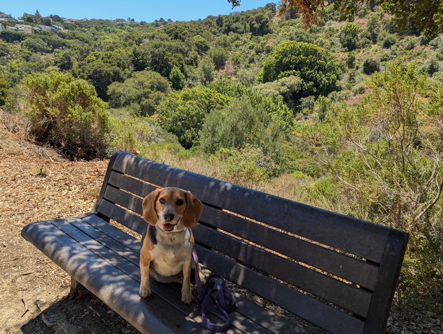 Waterdog Open Space