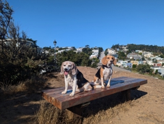 Wallace and Halley on the Grand View Tour: Kite Hill