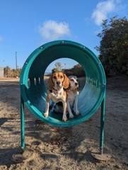 Burlingame Dog Exercise Park
