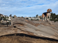 Kite Hill