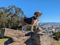 Kite Hill