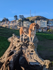 Kite Hill