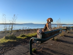 McLaughlin Eastshore State Park