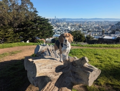 Kite Hill