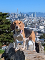 Kite Hill