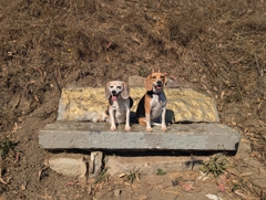 Wallace and Halley on the Grand View Tour: Billy Goat Hill