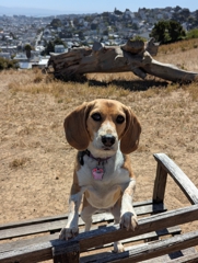 Kite Hill