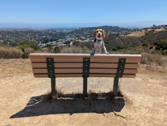 Waterdog Open Space