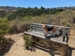 Waterdog Open Space