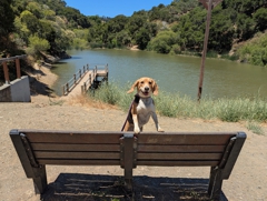 Waterdog Open Space