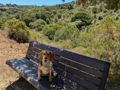 Waterdog Open Space
