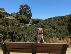 Waterdog Open Space