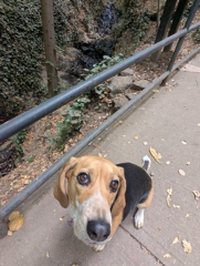 Piedmont Park