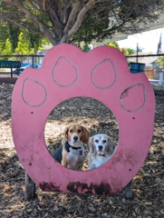 Bruce King Memorial Dog Park