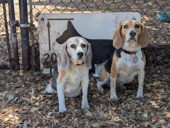 Bruce King Memorial Dog Park