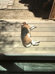 Wallace went outside all by himself to lie in the sun