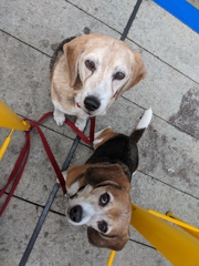 Dogs hoping for fries at the new Señor Sisig restaurant on Valencia