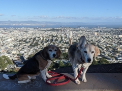 Mountain climbing dogs