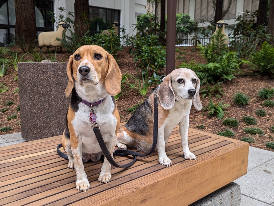 Croppies in Redwood Park