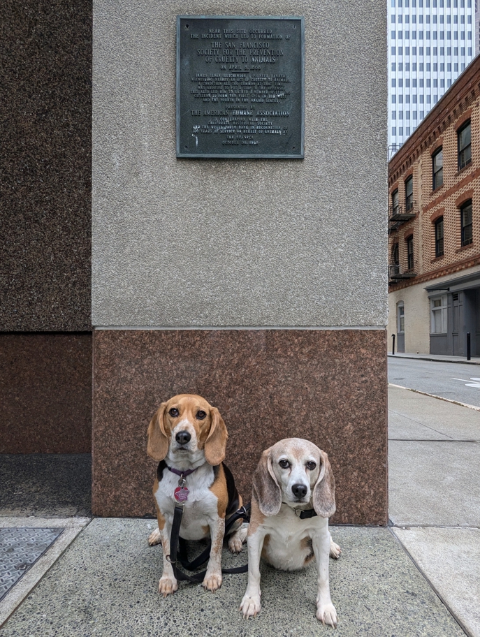 Inspiration for the San Francisco SPCA