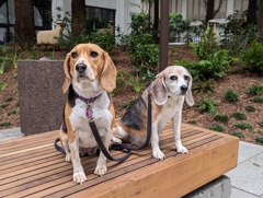 Croppies in Redwood Park