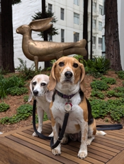 Beljeemer in Redwood Park