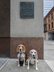 Inspiration for the San Francisco SPCA