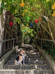 Steps to Mount Olympus