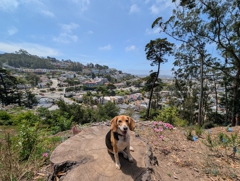 Edgehill Heights
