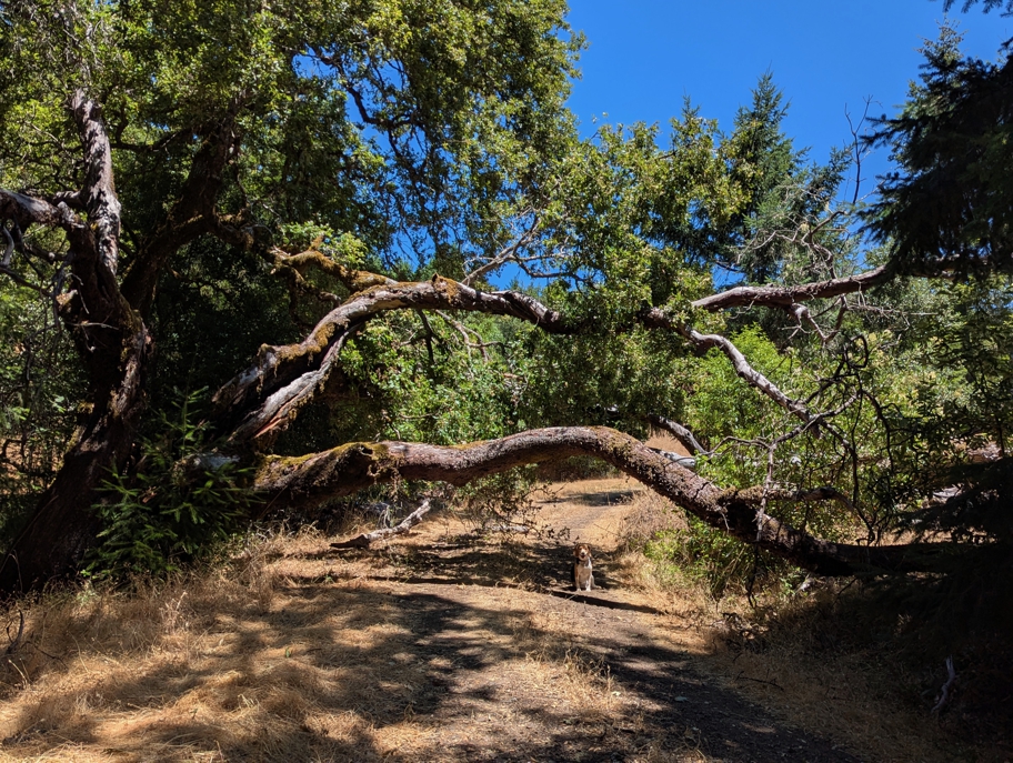 Fallen tree