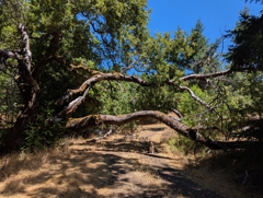 Fallen tree