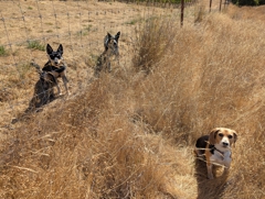 Golden Fleece guard dogs