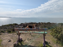 Bench