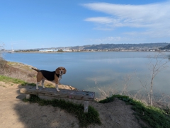 Point Isabel and El Cerrito