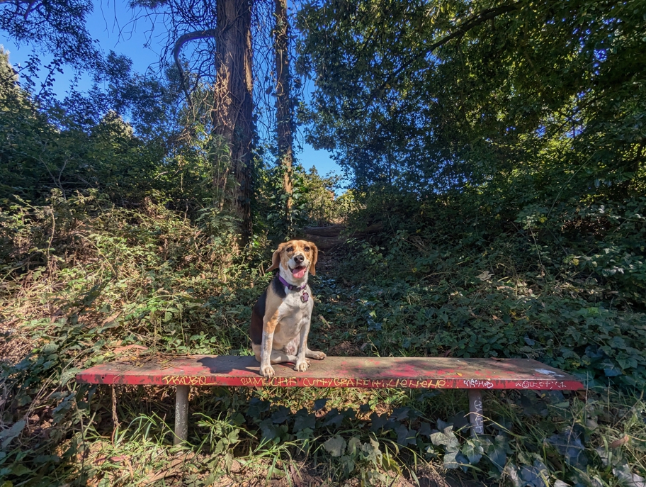 Laguna Honda Hospital trail bench