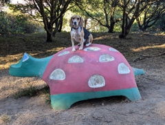 Toadstool turtle in McLaren Park