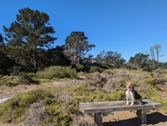 Lobos Creek Valley