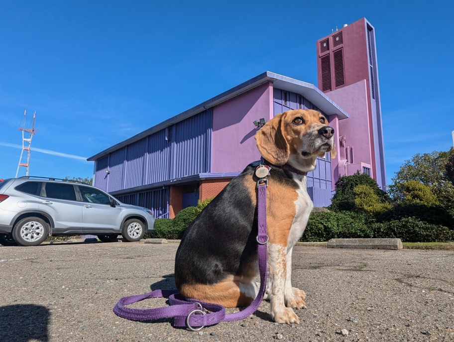 The purple church