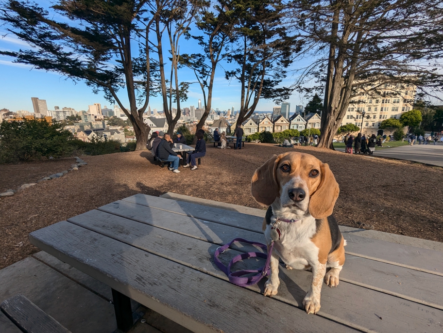 Alamo Square Park