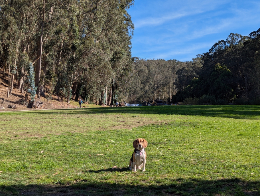 Pine Lake Park