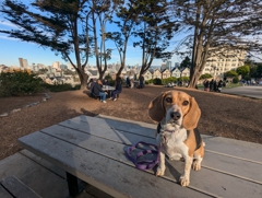 Alamo Square Park