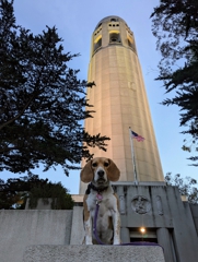 Coit Tower