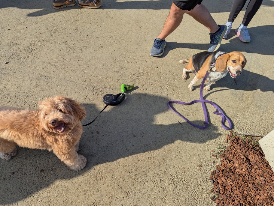 Milo & Halley