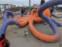 Sunset Dunes octopus