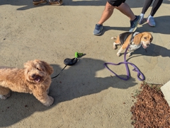 Milo & Halley